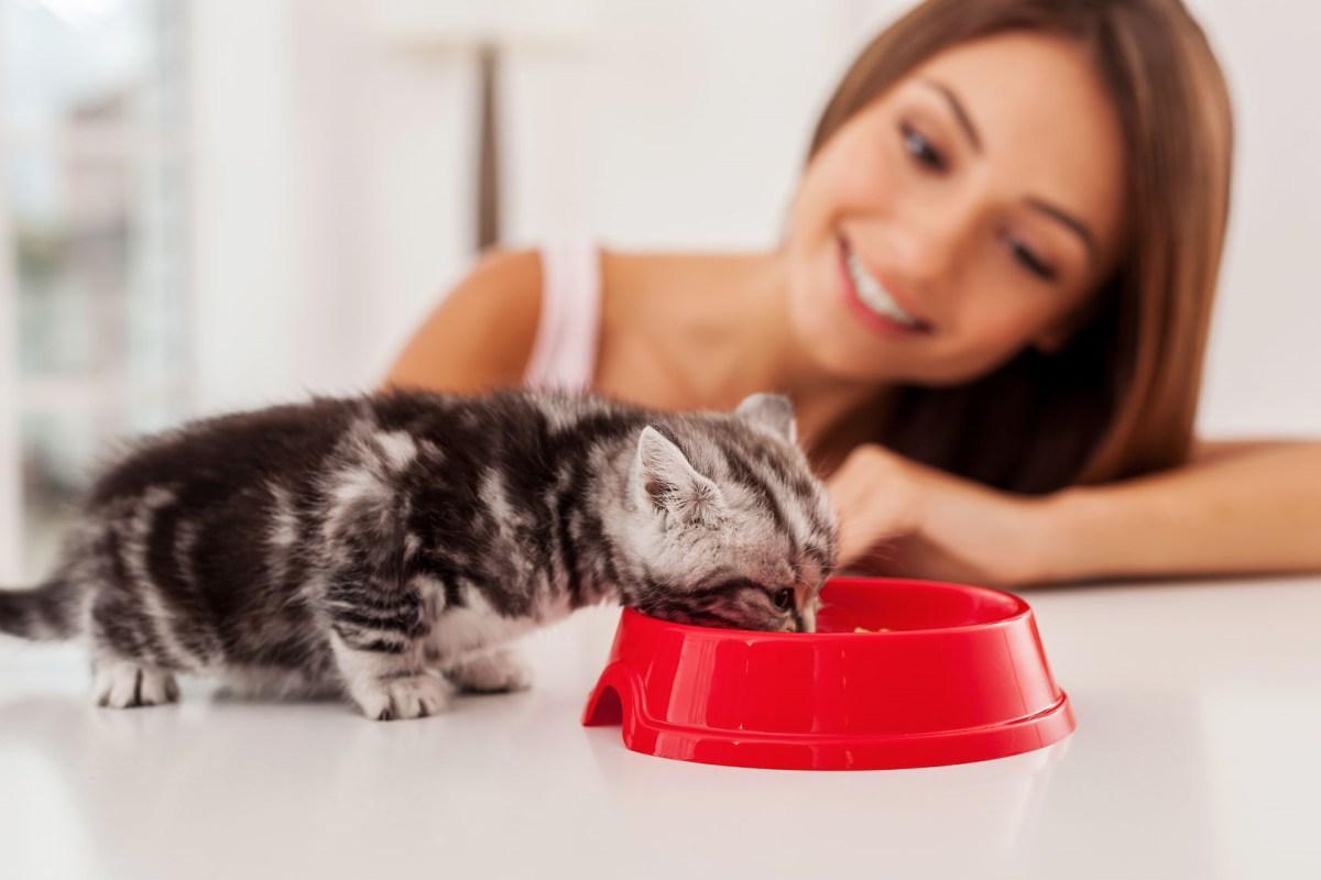 Alimentation du chaton - 6 recettes maison