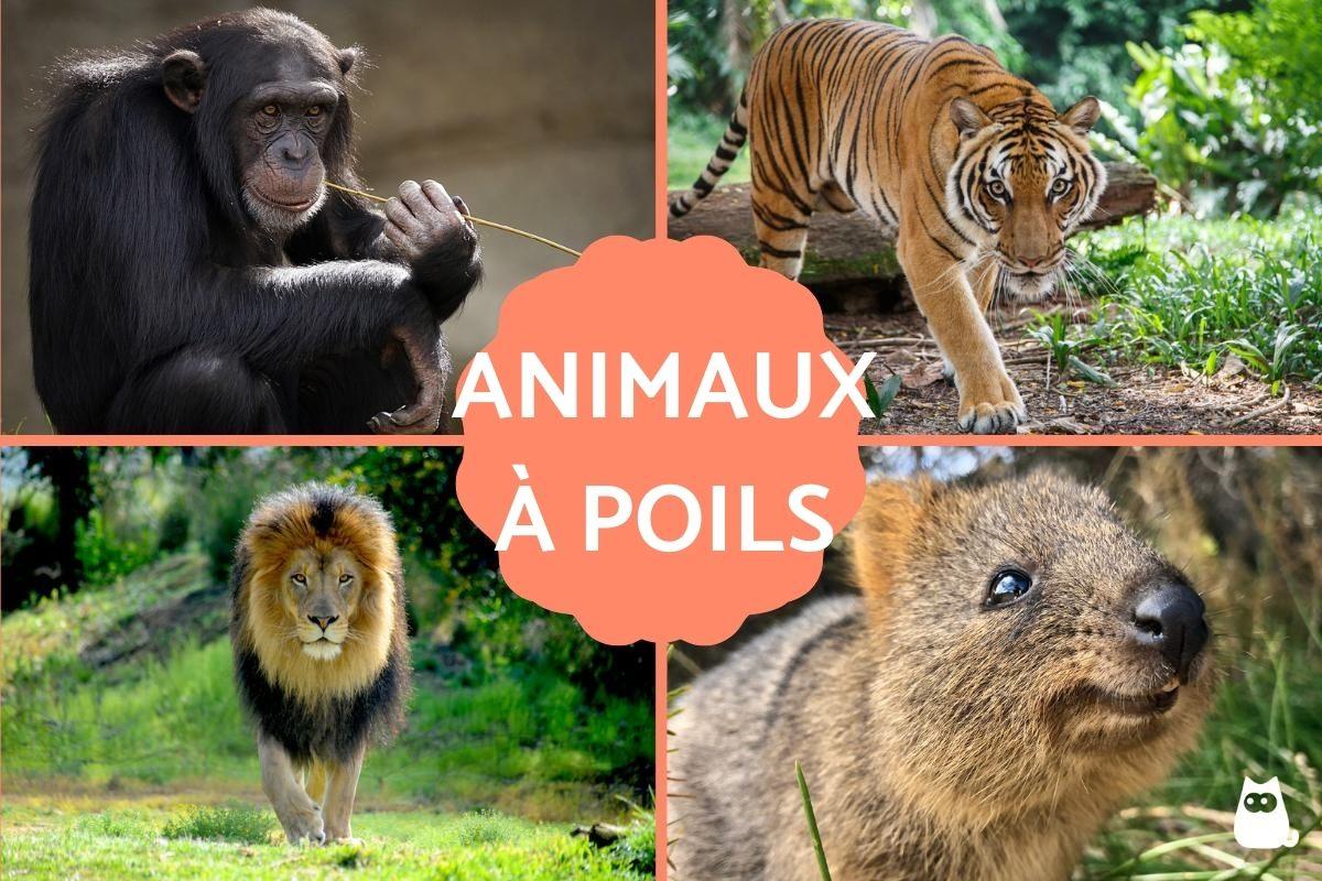 Animaux à poils - Caractéristiques et exemples