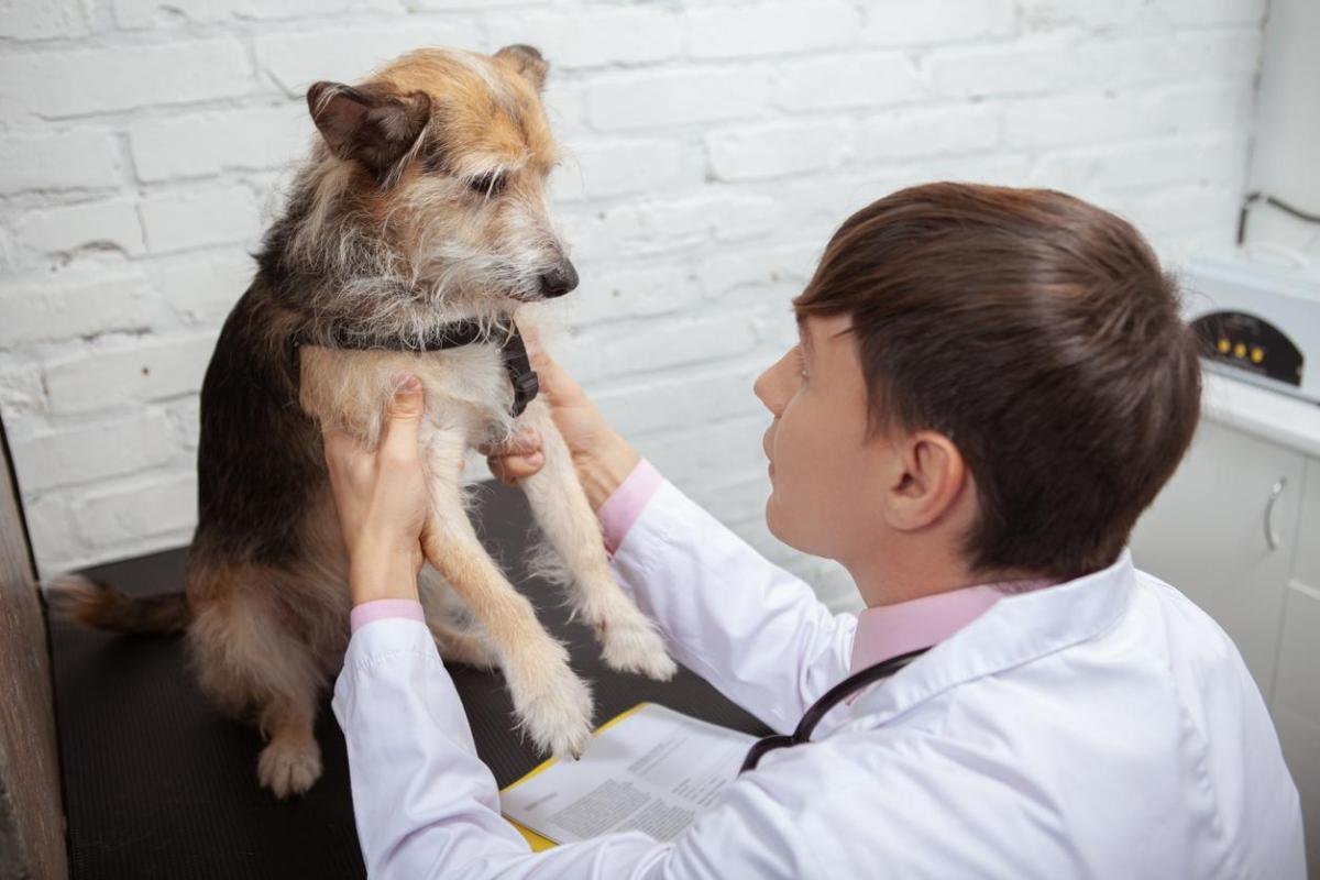 Glucosamine pour chien - Définition, bienfaits et effets secondaires