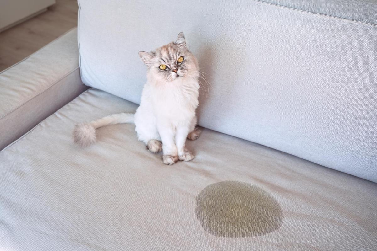 Marquage urinaire chez le chat - Causes et que faire