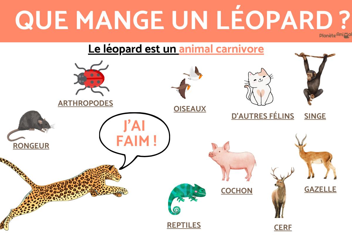 Que mange le léopard ?