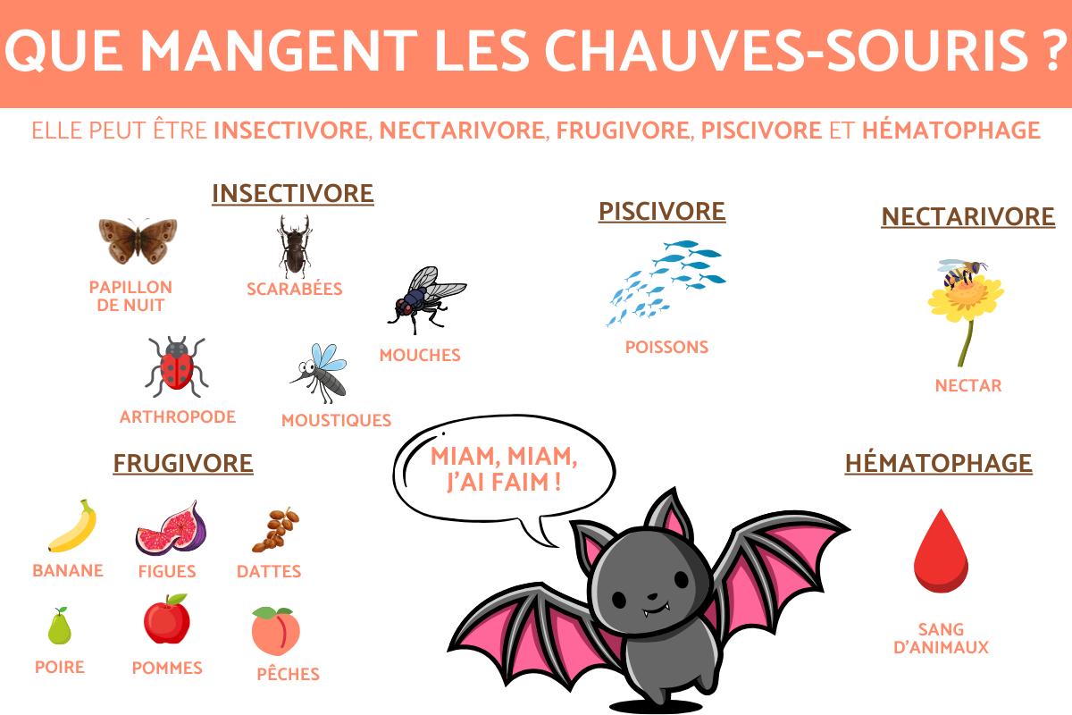 Que mange une chauve-souris ?