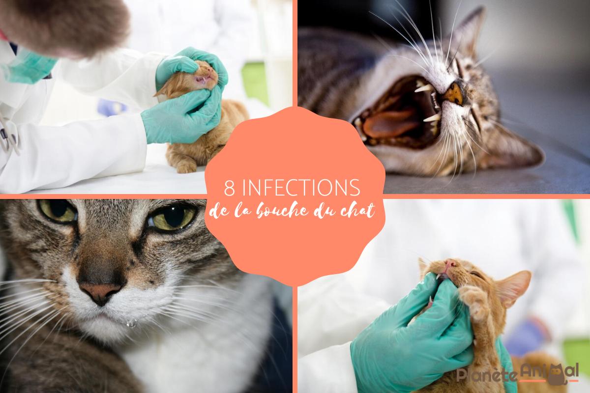 8 infections de la bouche du chat