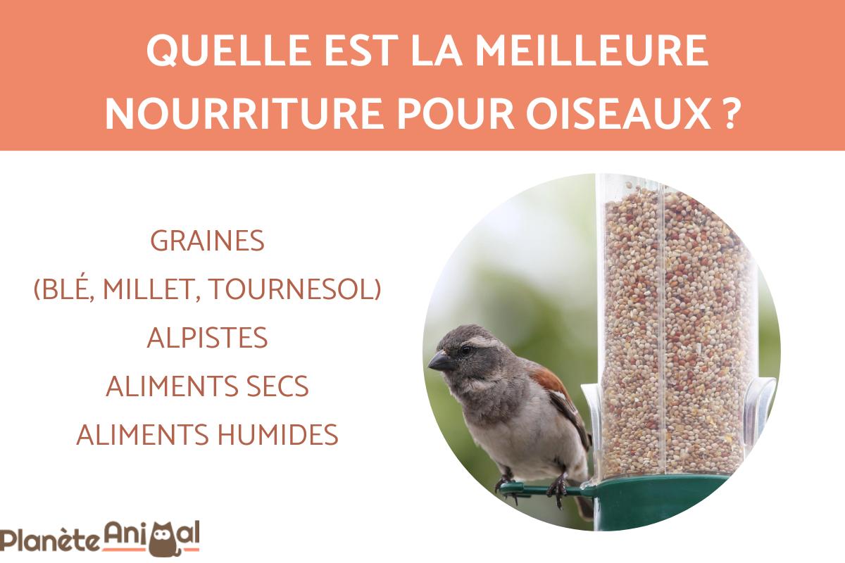 Que mangent les oiseaux ? - Nourriture pour oiseaux