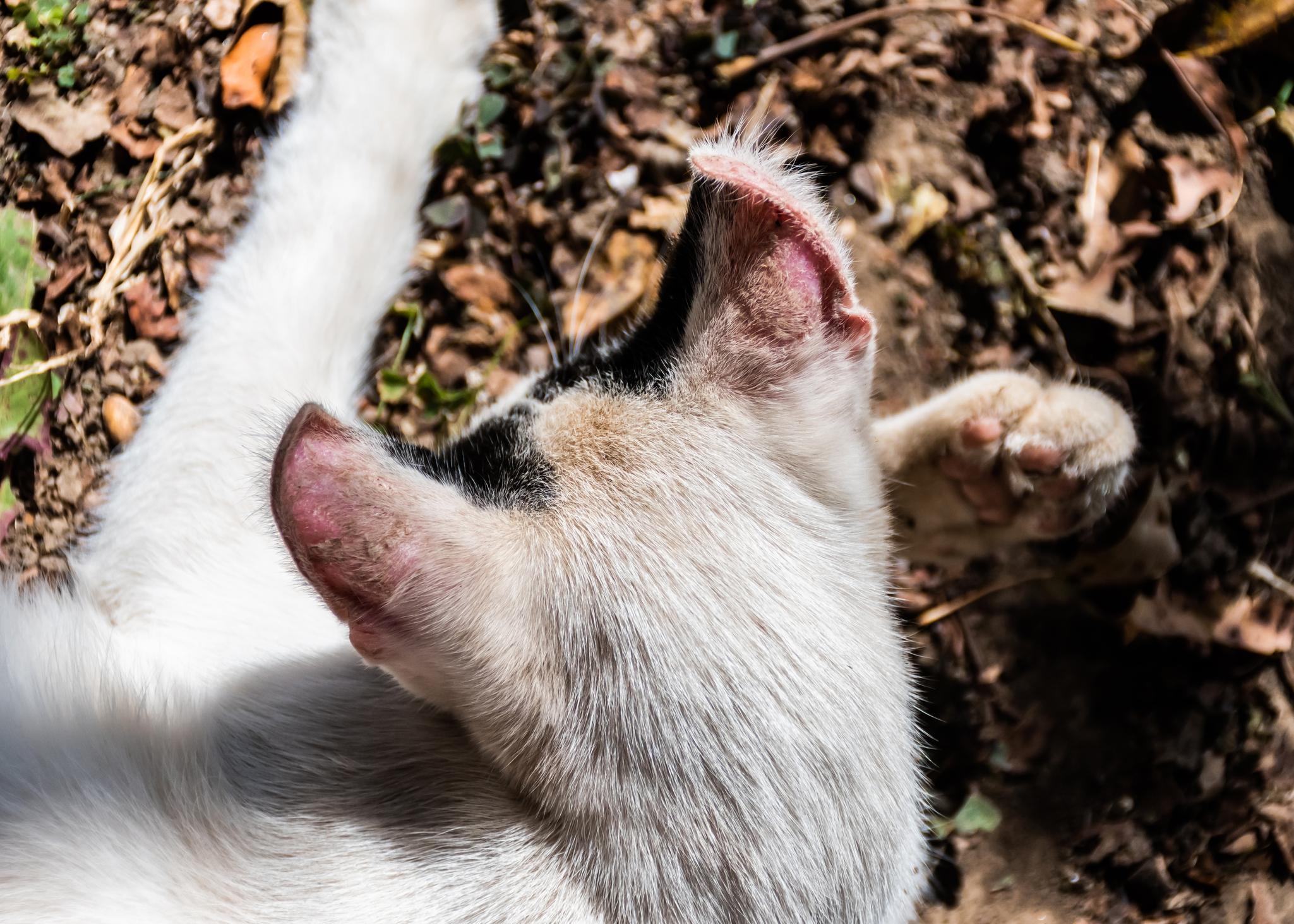 Mon chat a des croûtes sur les oreilles causes et traitement