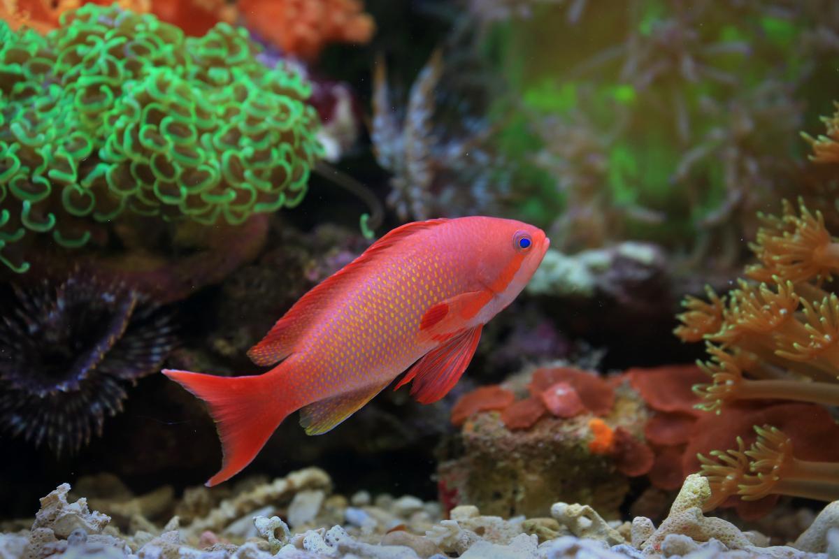 Durée de vie d'un poisson en aquarium