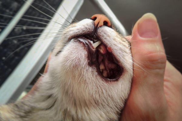 Mon chat réclame à manger mais ne mange pas : causes et que faire - 2. Problèmes dentaires