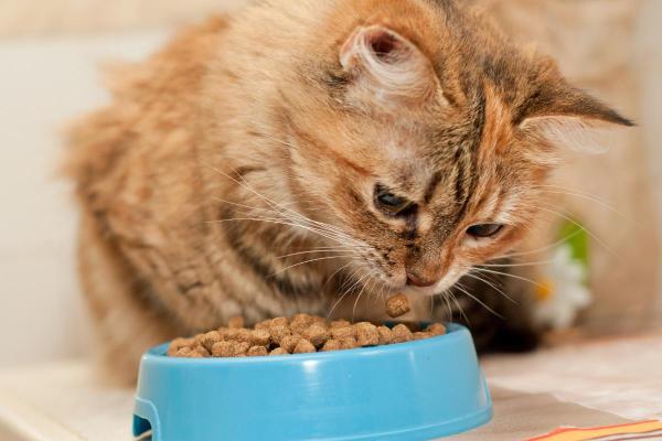 Mon chat réclame à manger mais ne mange pas : causes et que faire - 5. Changement de nourriture