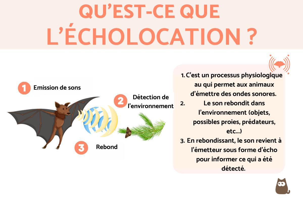 Écholocalisation - Définition et animaux qui l'utilisent