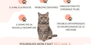 Mon chat réclame à manger mais ne mange pas : causes et que faire