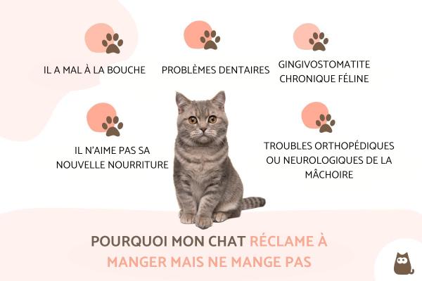 Mon chat réclame à manger mais ne mange pas : causes et que faire