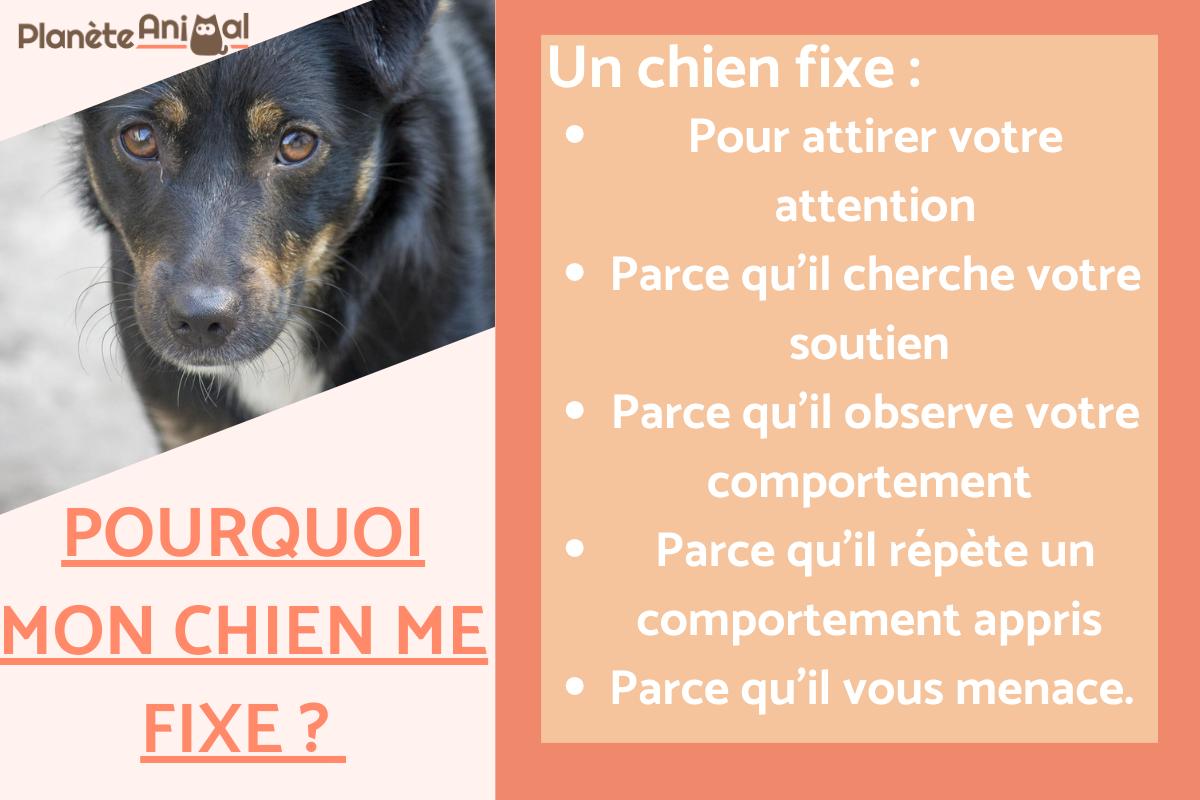 Pourquoi mon chien me fixe ?