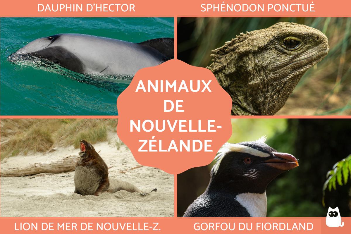 Animaux de Nouvelle-Zélande