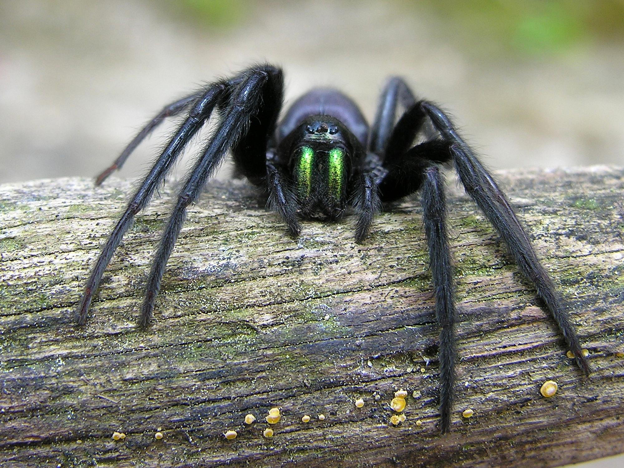 10 Types D araign es VENIMEUSES photos Les Plus DANGEREUSES Du Monde 10 Types D araign es VENIMEUSES photos Les Plus DANGEREUSES Du Monde