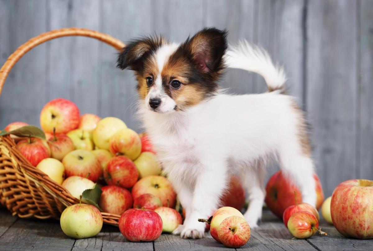 Est-ce que les chiens peuvent manger des pommes ?