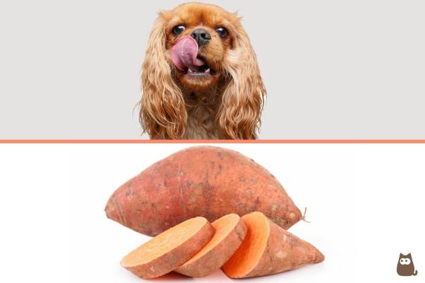 Peut-on donner des patates douces à un chien ?