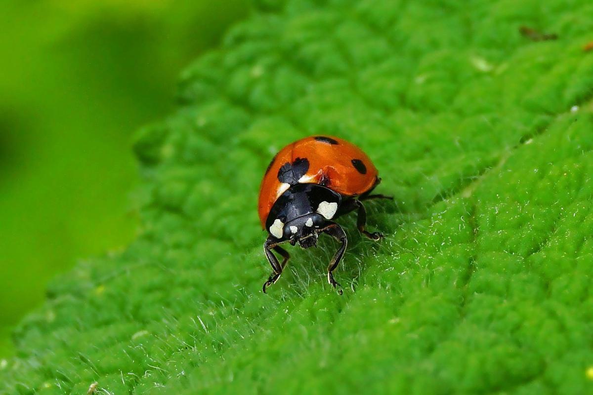 Où vivent les coccinelles - Habitat et distribution