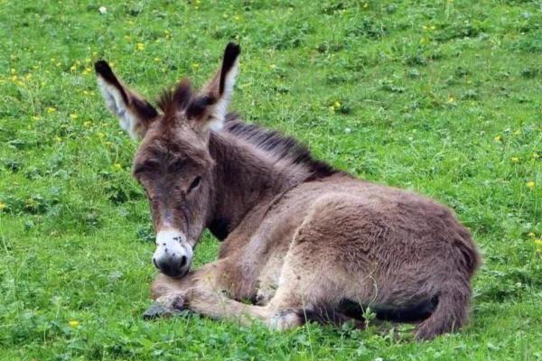 Animaux en A - Âne (Equus africanus asinus)