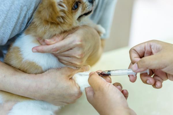 AVC chez le chien - Symptômes, causes et traitement - Diagnostic de l'AVC chez le chien
