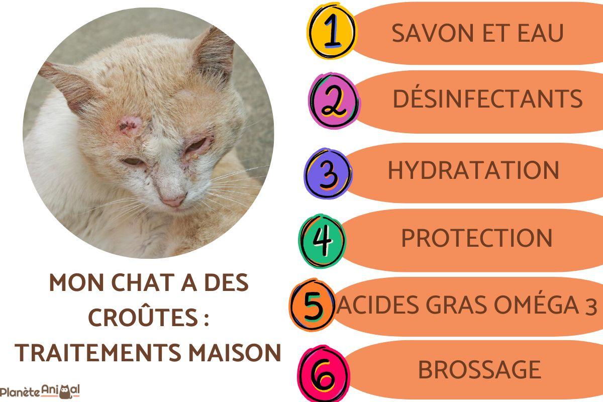 Mon chat a des croûtes : traitements maison