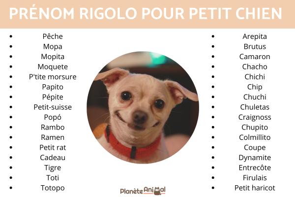 Noms de chien rigolo - Prénom rigolo pour petit chien