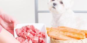 La viande crue est-elle bonne pour les chiens ?