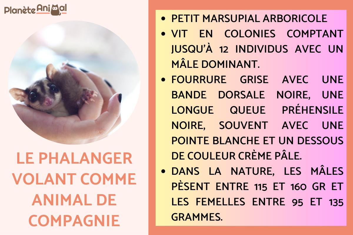 Le phalanger volant comme animal de compagnie