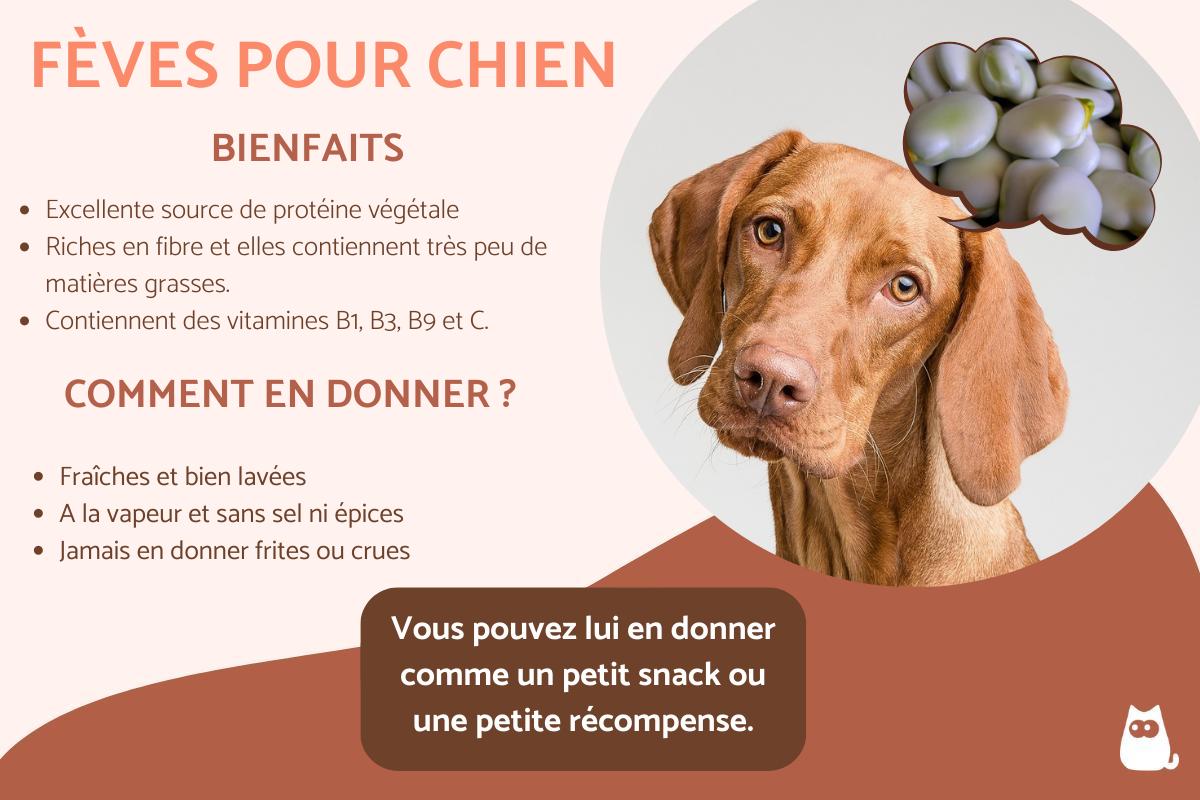 Peut-on donner des fèves à un chien ?