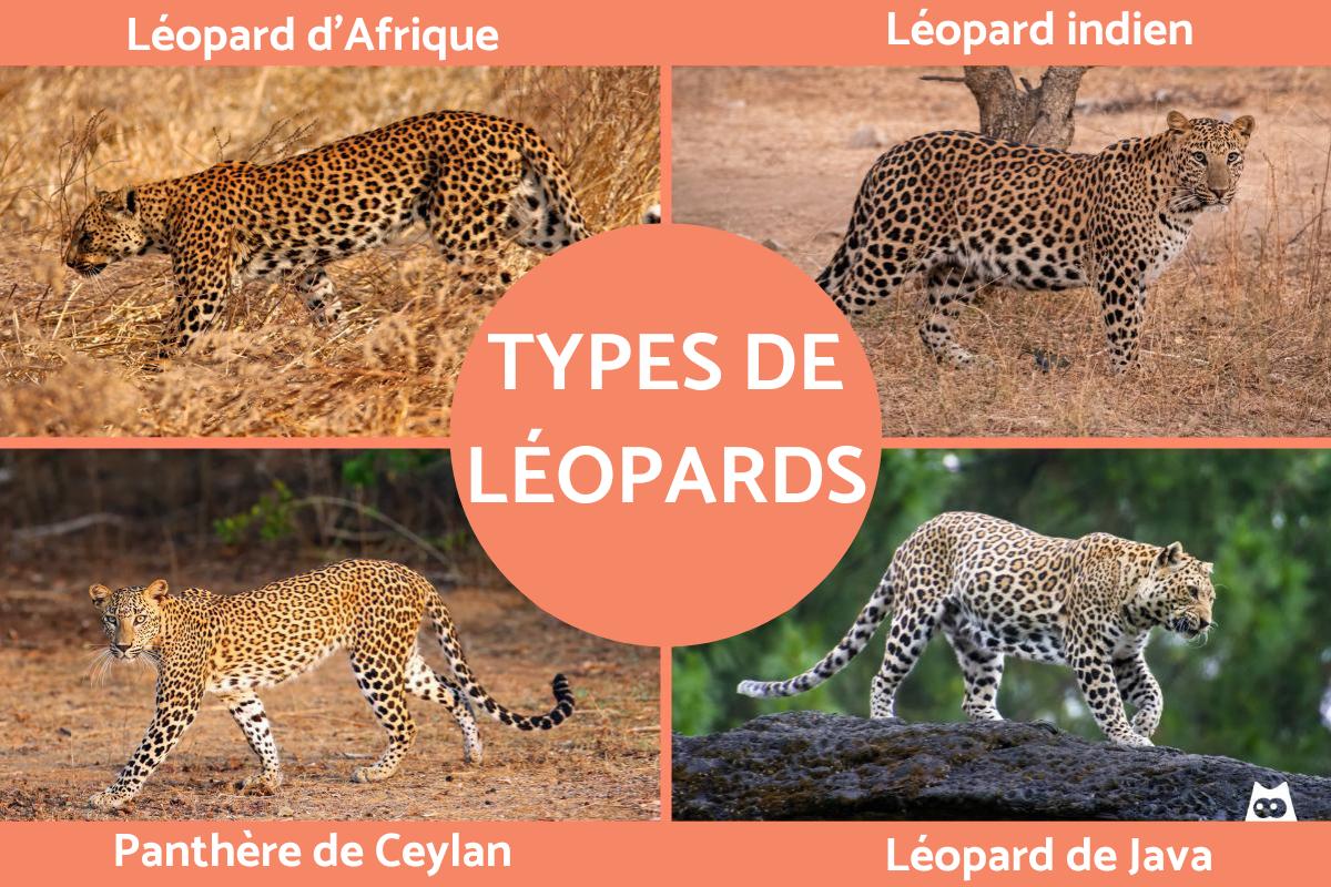 Types de léopards