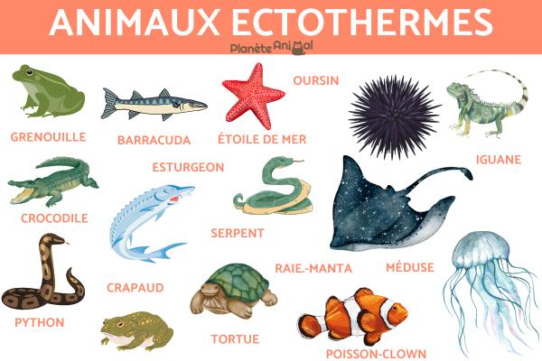 Animaux ectothermes