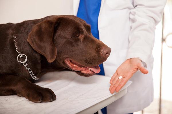 Combien de temps pour qu'un vermifuge fasse effet sur un chien - Combien de comprimés vermifuges faut-il donner à un chien ?