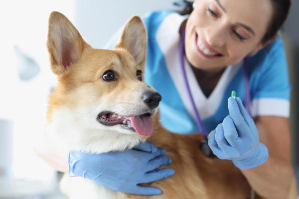 Combien de temps pour qu'un vermifuge fasse effet sur un chien - Combien de temps dure l'effet d'un vermifuge pour chien ?