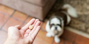 Combien de temps pour qu'un vermifuge fasse effet sur un chien