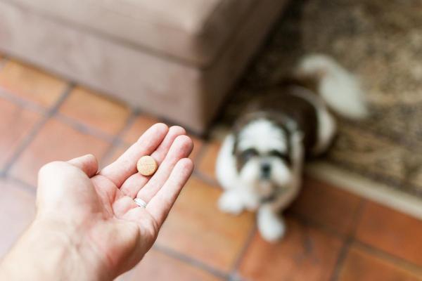 Combien de temps pour qu'un vermifuge fasse effet sur un chien