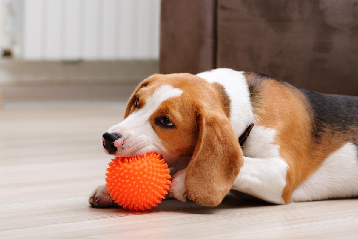 Les meilleures balles indestructibles pour chiens