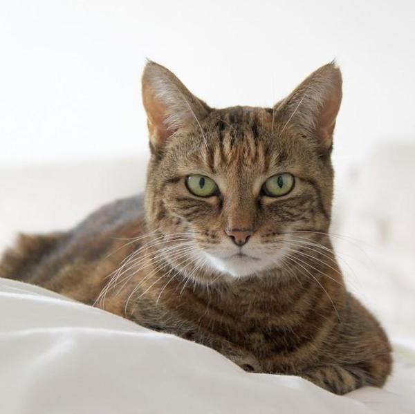Acariens chez le chat - Symptômes, traitement et contagion