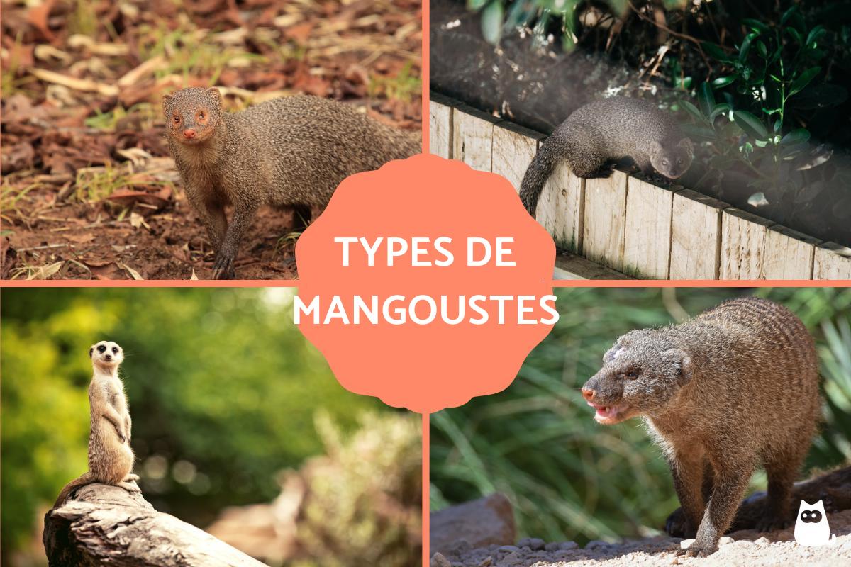Mangoustes - Espèces, caractéristiques et habitat
