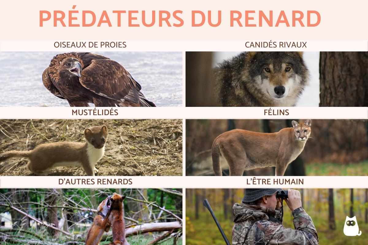 Prédateurs du renard