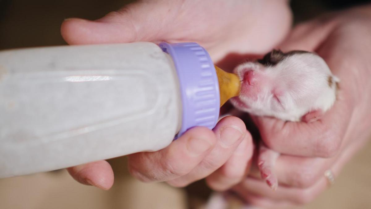 Que donner à manger à un chiot d'un mois ou moins ?
