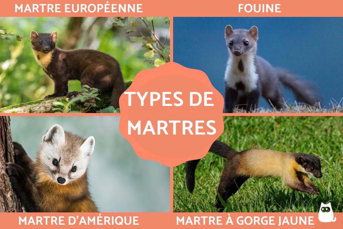 Types de martres