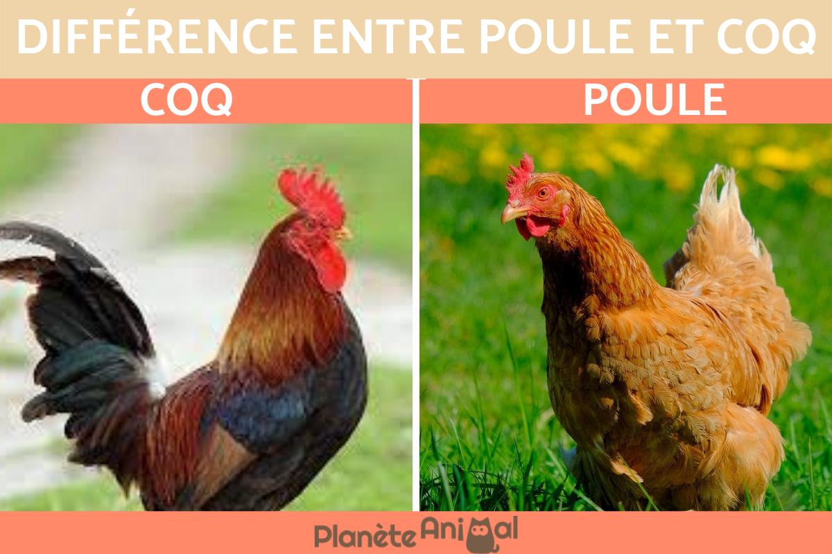Comment reconnaître un coq d'une poule ?