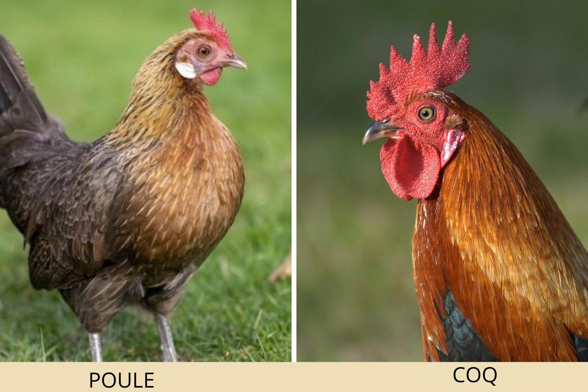 Comment Reconnaître Un Coq D Une Poule Poussin Comment reconnaître un COQ d'une POULE