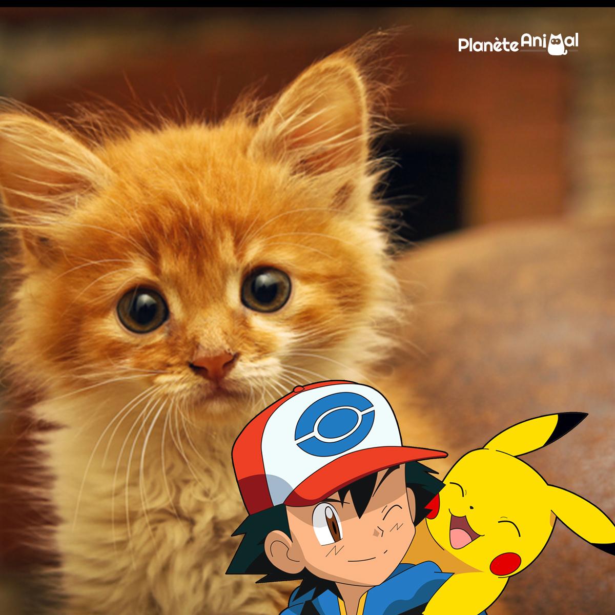 Noms de pokémon pour chat