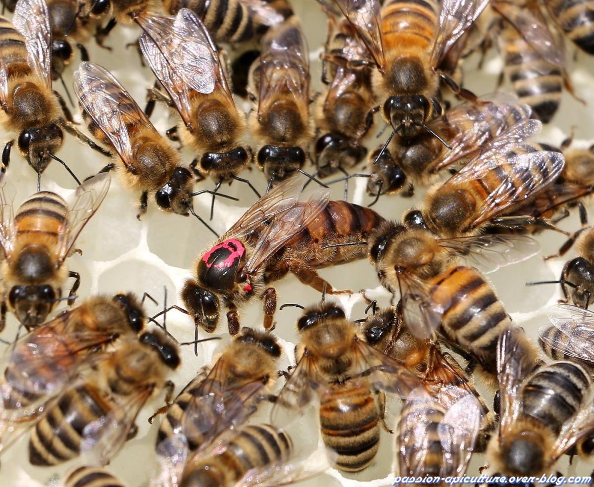 Comment une abeille devient reine ?