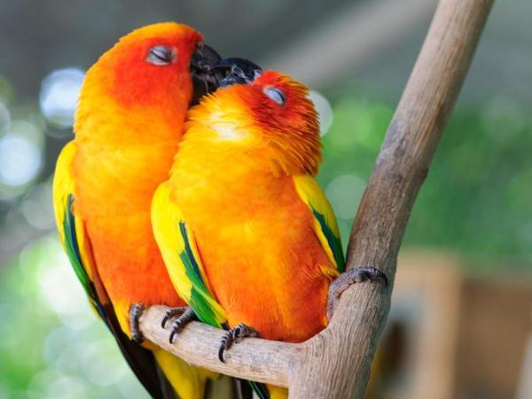Reproduction des oiseaux - Caractéristiques et exemples