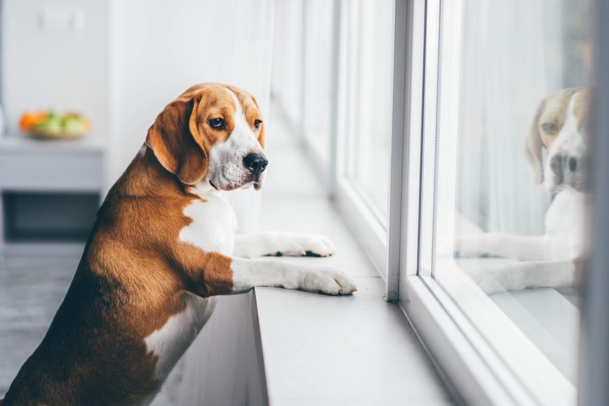 Peut-on laisser un chien seul la journée ?