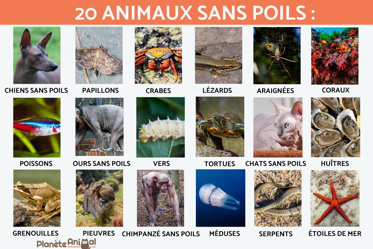 Animaux sans poils