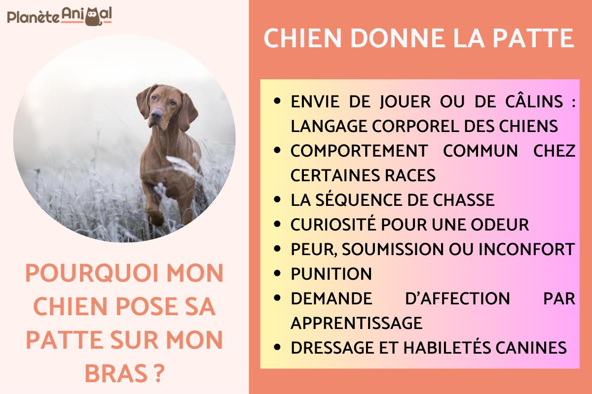 Pourquoi mon chien pose sa patte sur mon bras ?