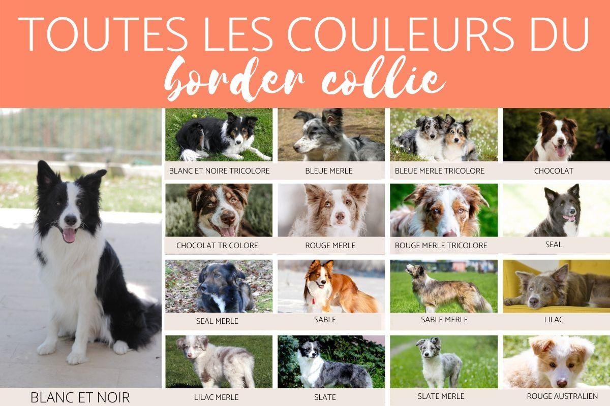 Toutes les couleurs du Border Collie