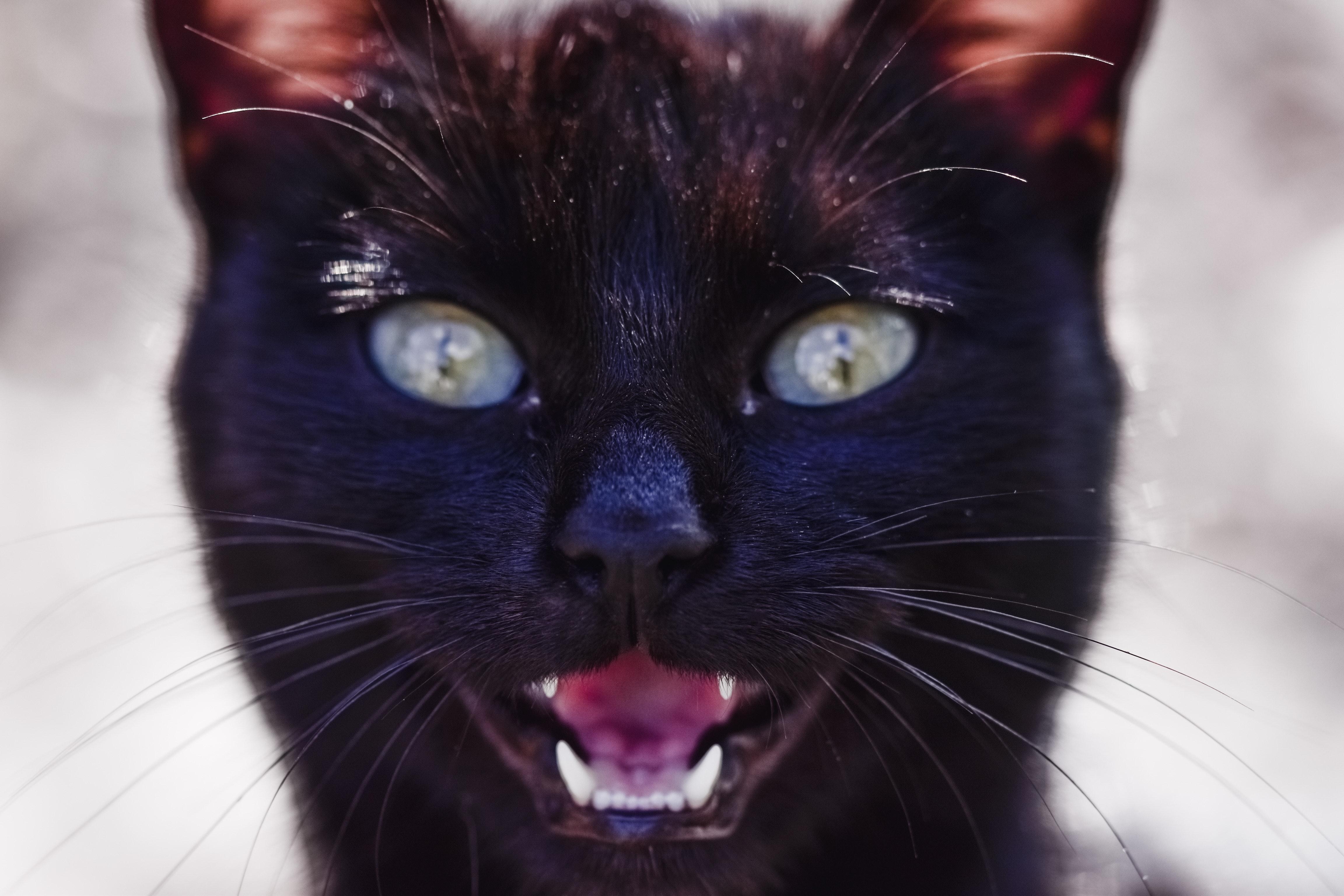 Pourquoi mon chat roucoule